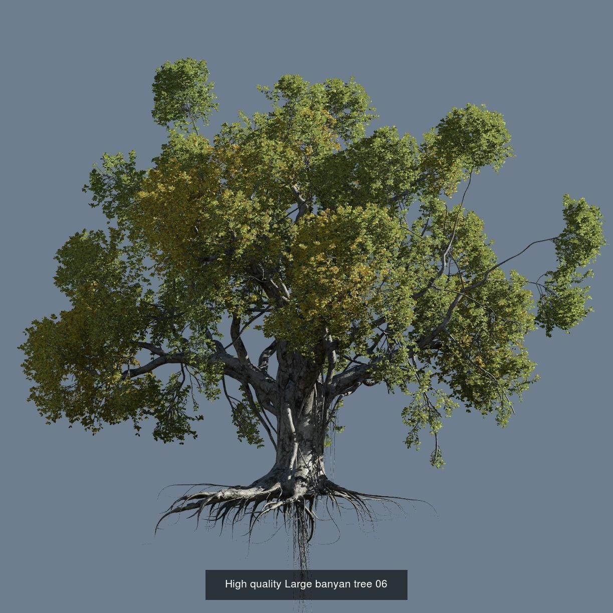 12 High quality Large banyan tree collection _8