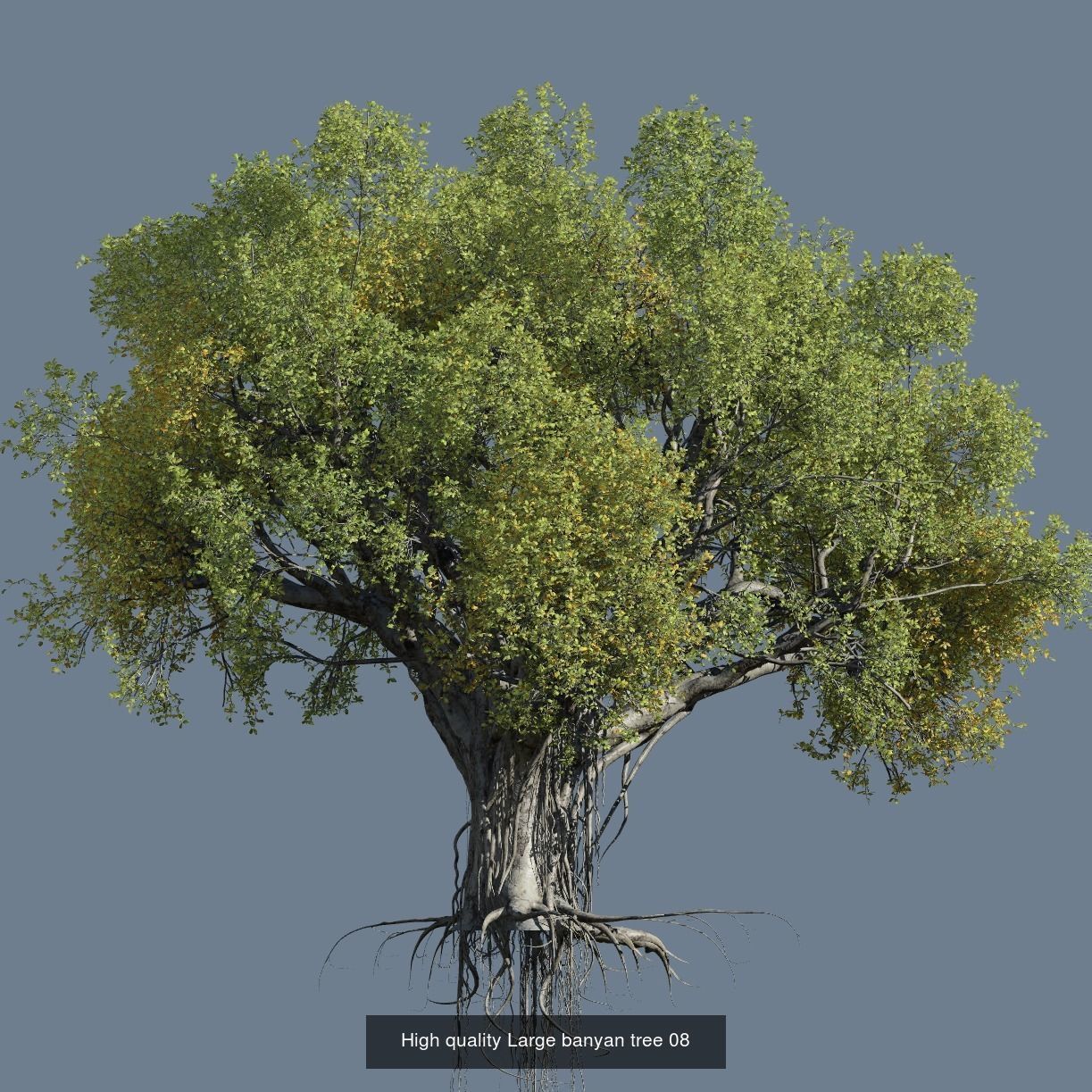 12 High quality Large banyan tree collection _9