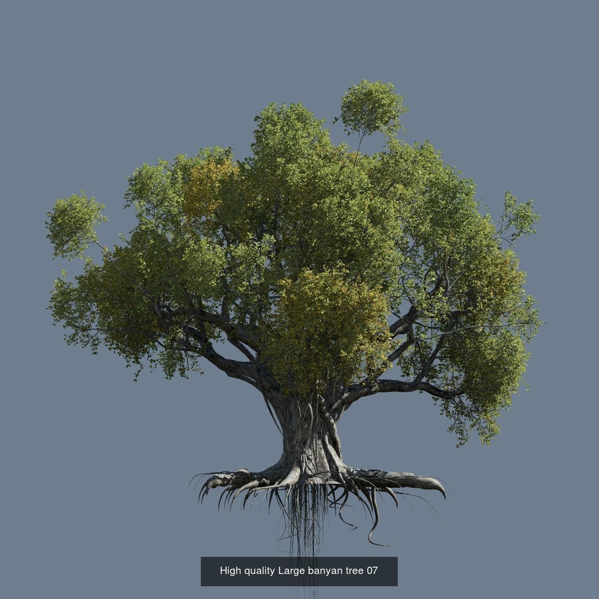 12 High quality Large banyan tree collection _3