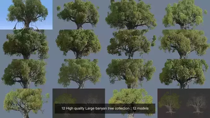 12 High quality Large banyan tree collection