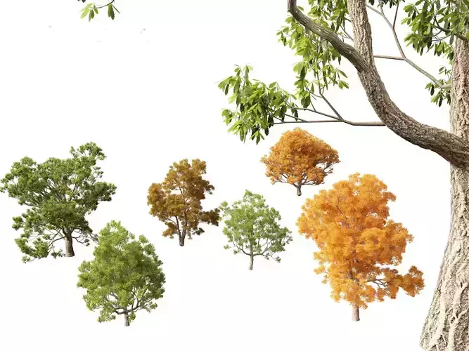 Quercus faginea - Portuguese oak  3D model