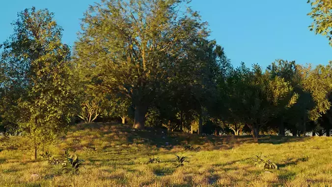 August Forest 3D model