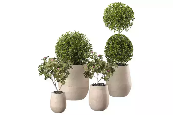 Plant set-012