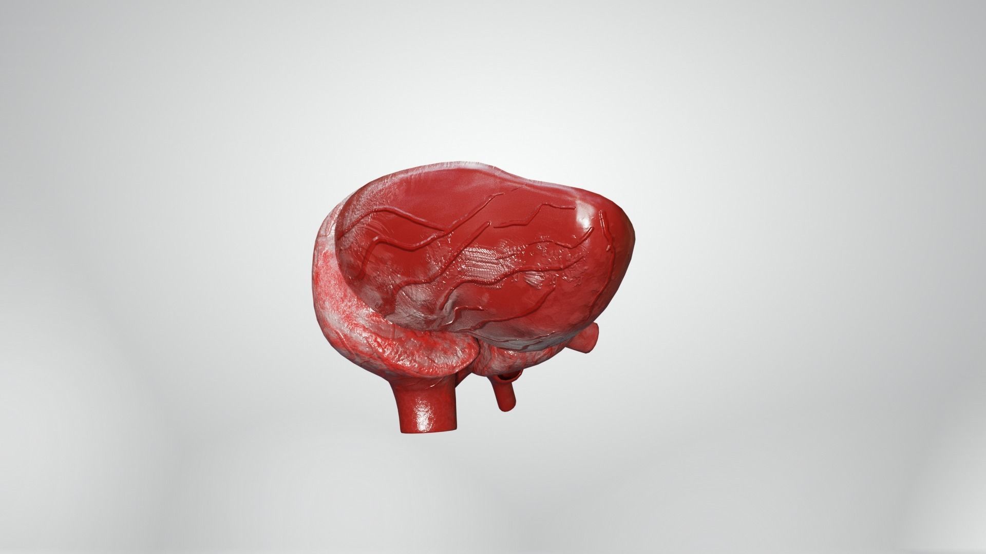 Inner Heart Low-poly 3D model_13