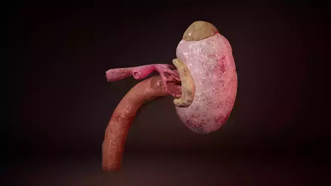 Inner Kidney
