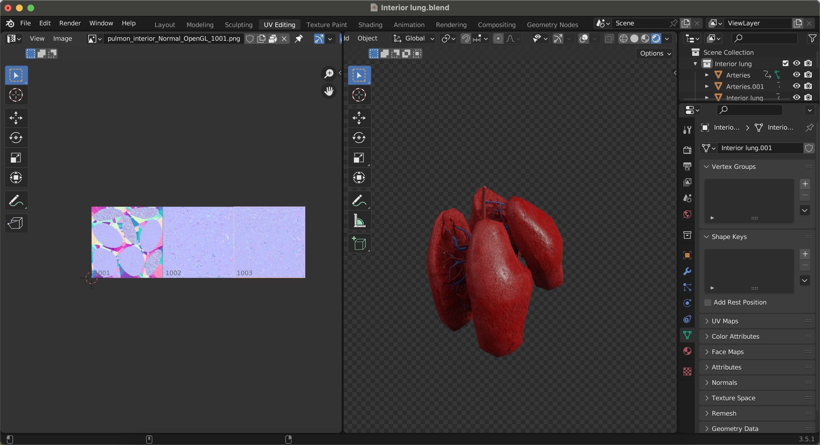 Internal Lung Low-poly 3D model_26