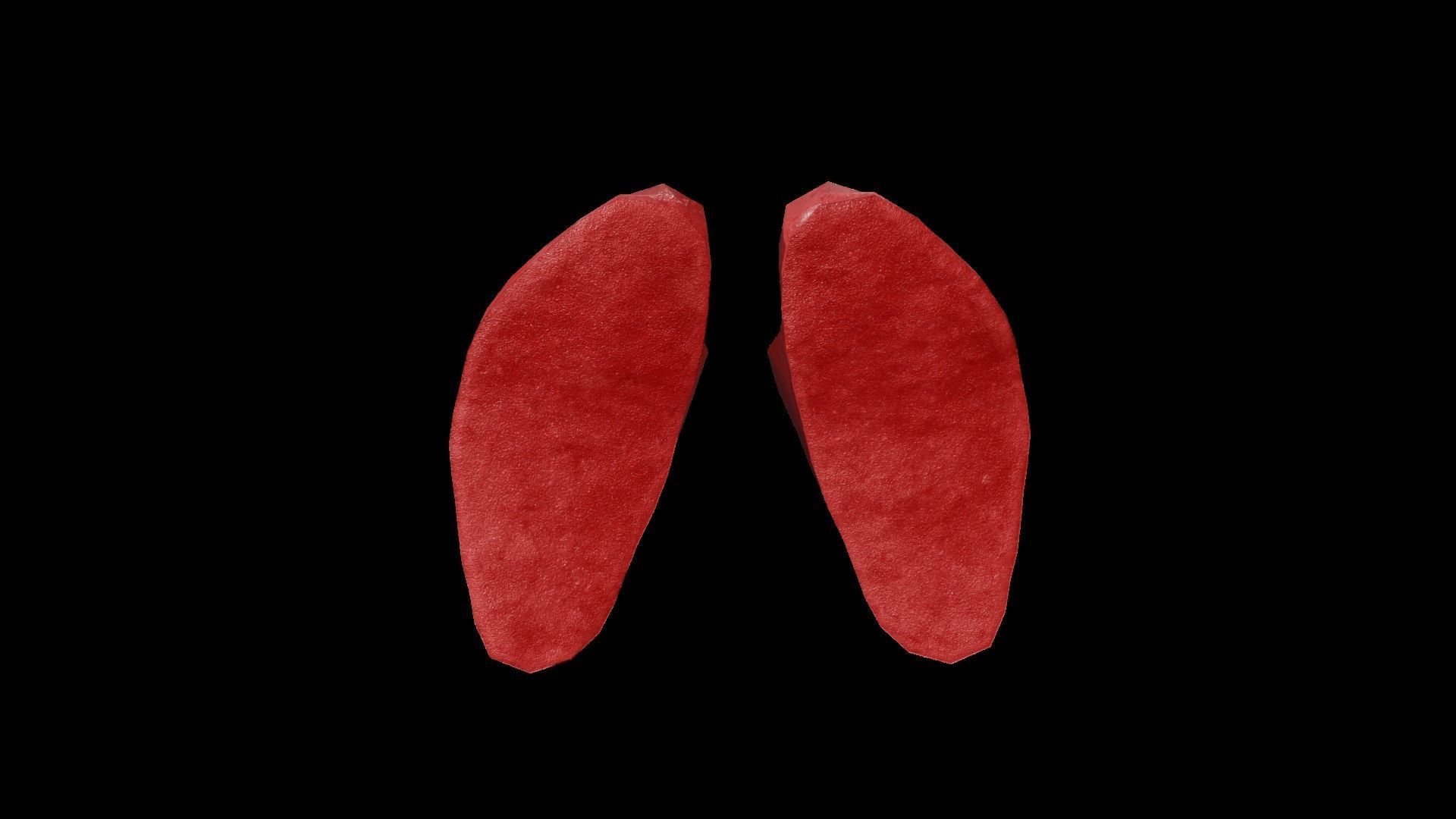 Internal Lung Low-poly 3D model_43