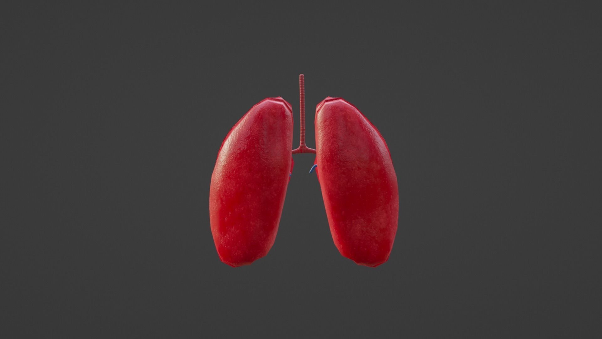Internal Lung Low-poly 3D model_13