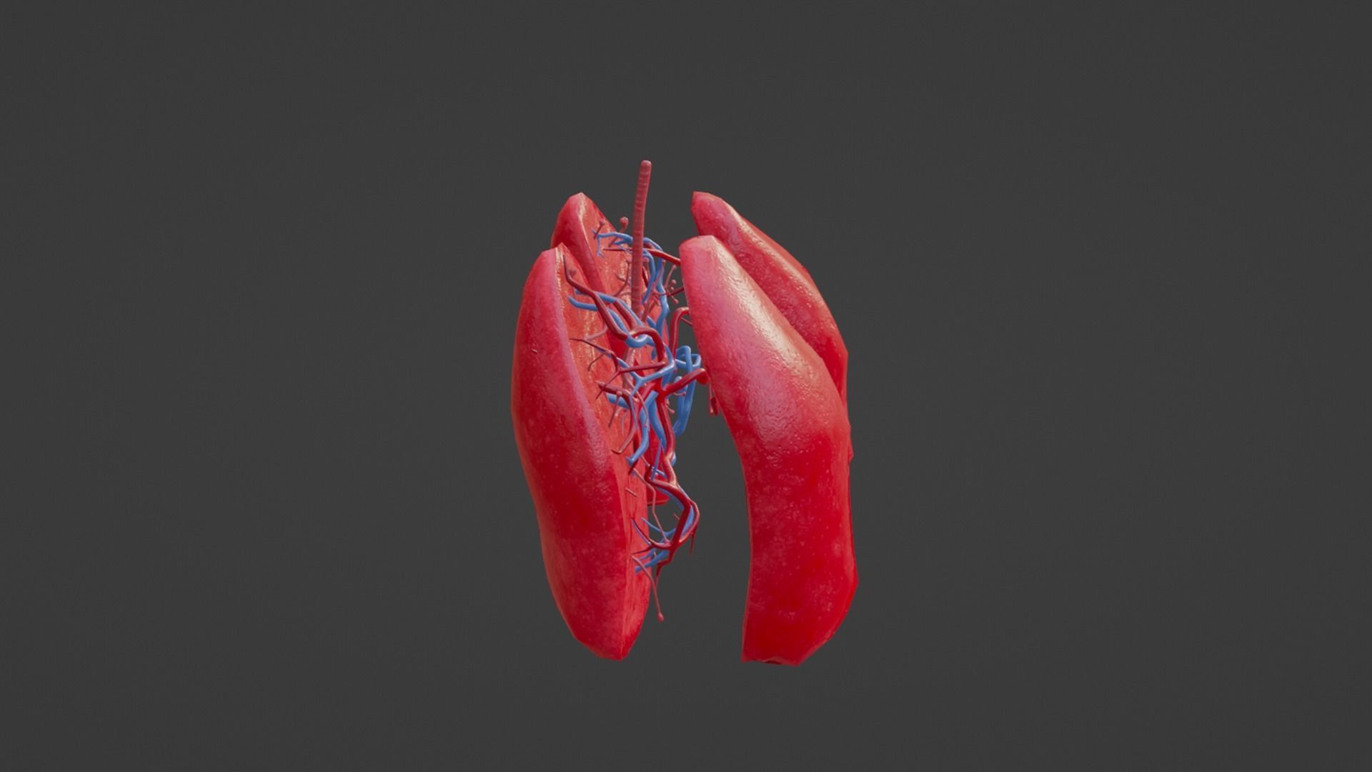 Internal Lung Low-poly 3D model_17
