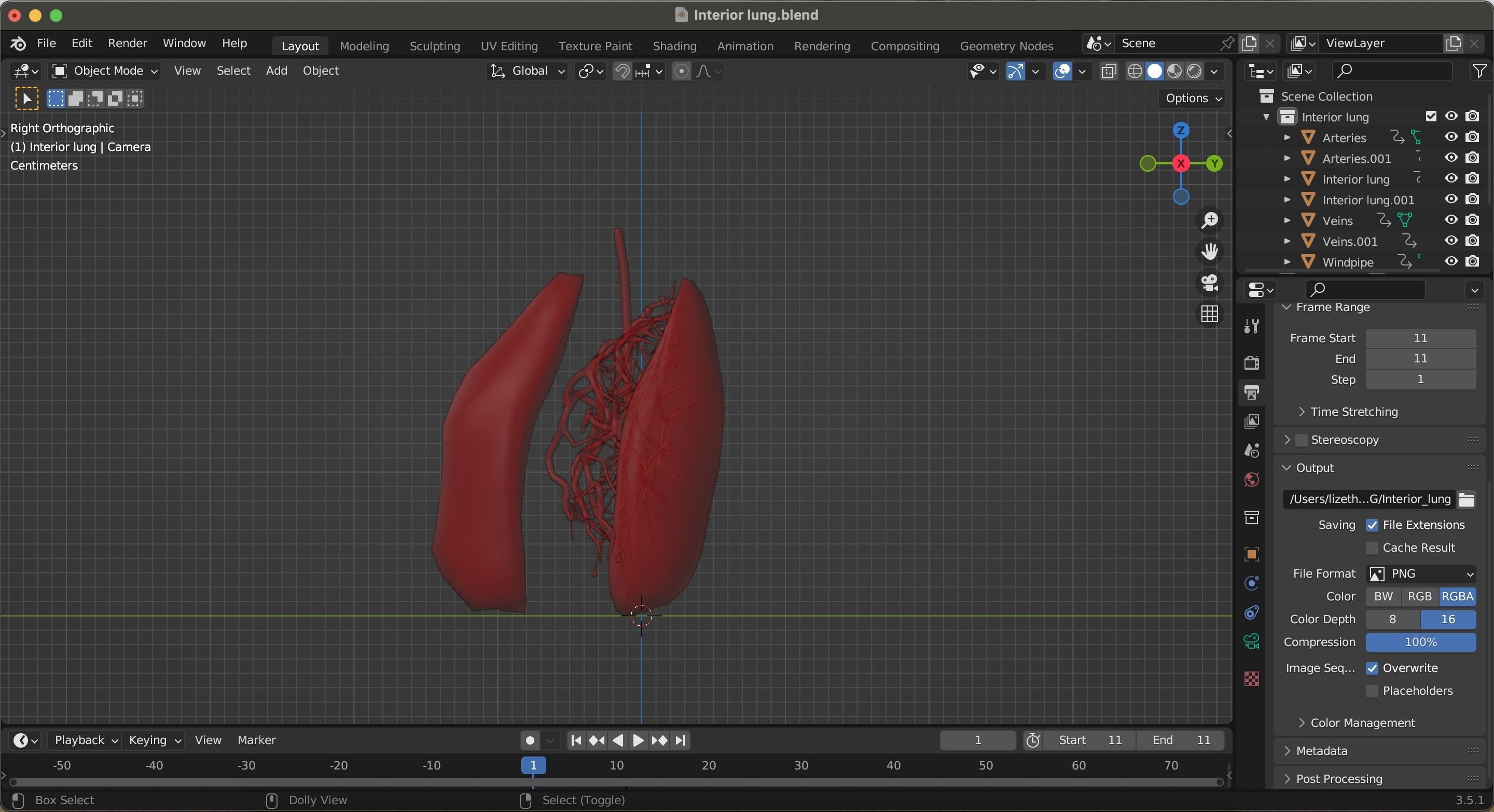 Internal Lung Low-poly 3D model_20