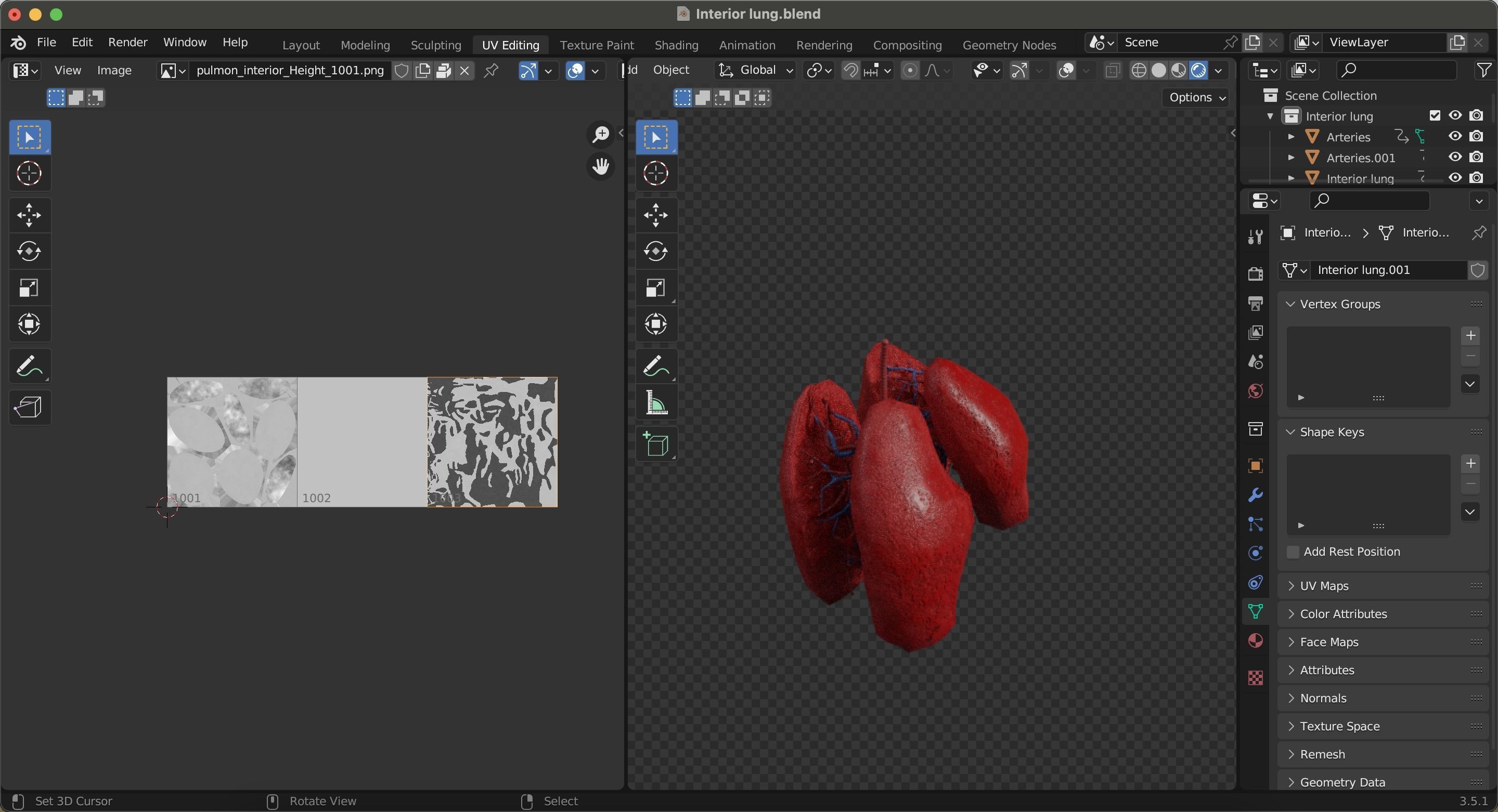 Internal Lung Low-poly 3D model_24