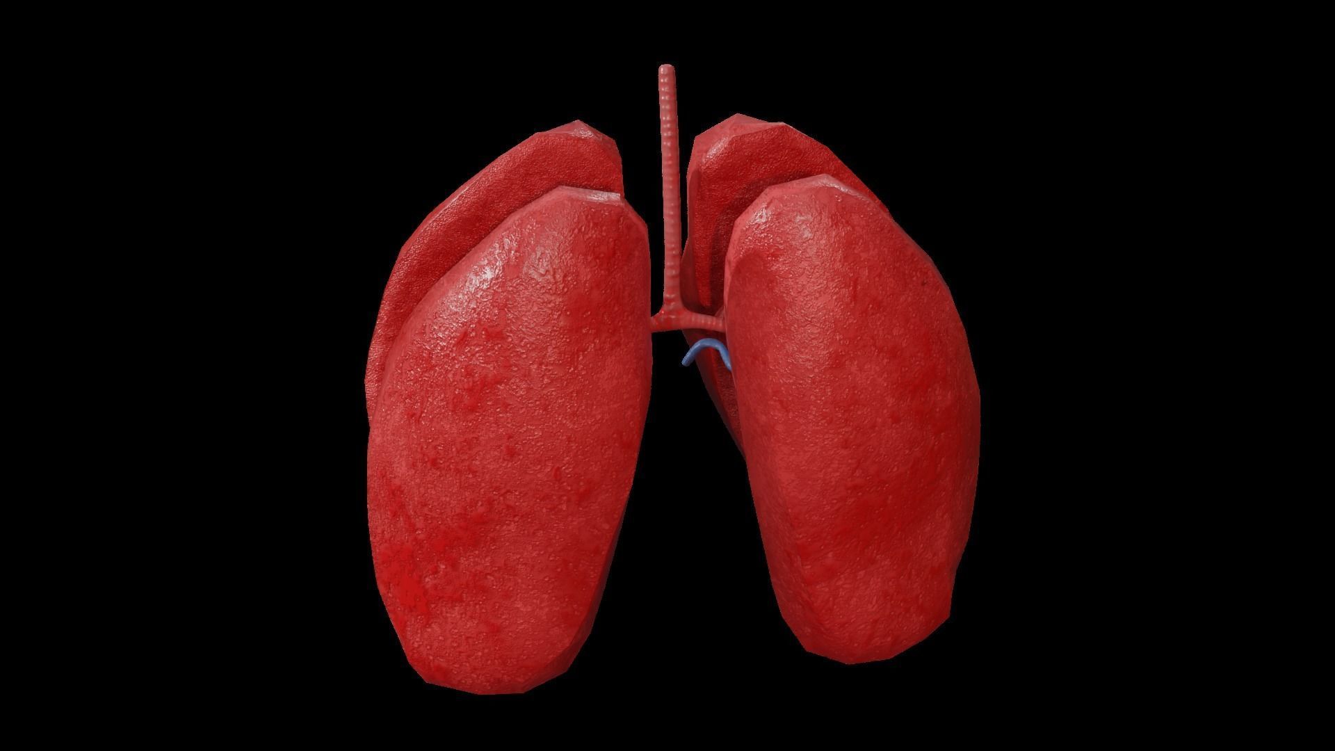 Internal Lung Low-poly 3D model_38