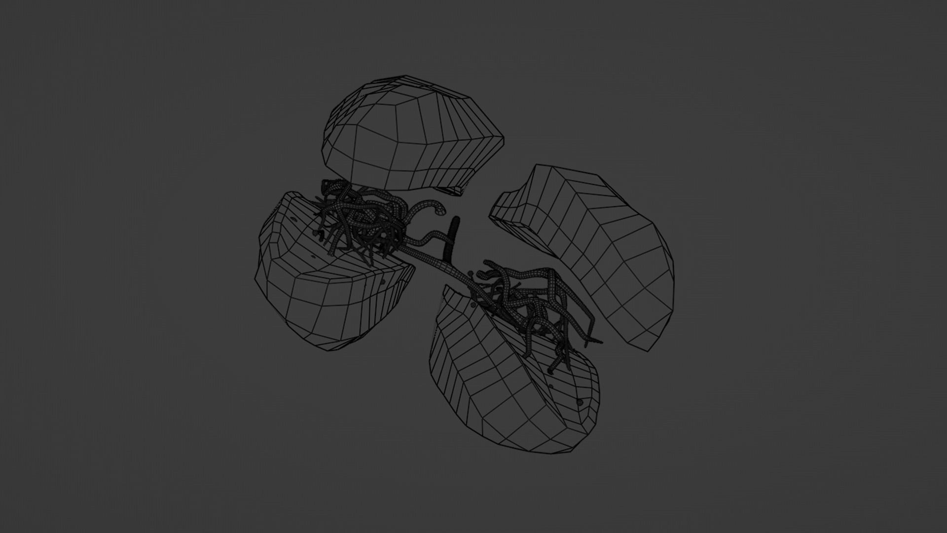 Internal Lung Low-poly 3D model_32