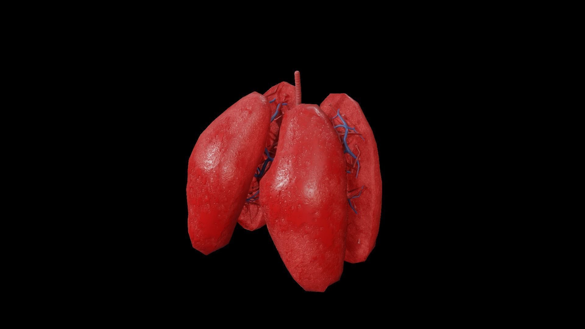 Internal Lung Low-poly 3D model_33