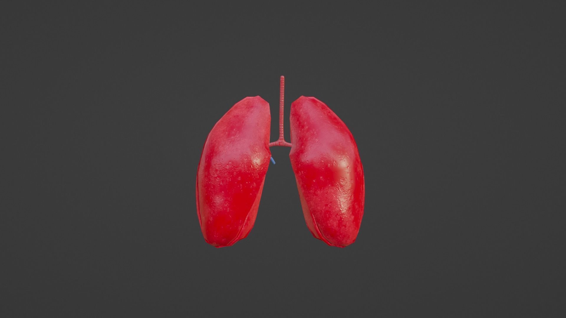 Internal Lung Low-poly 3D model_12