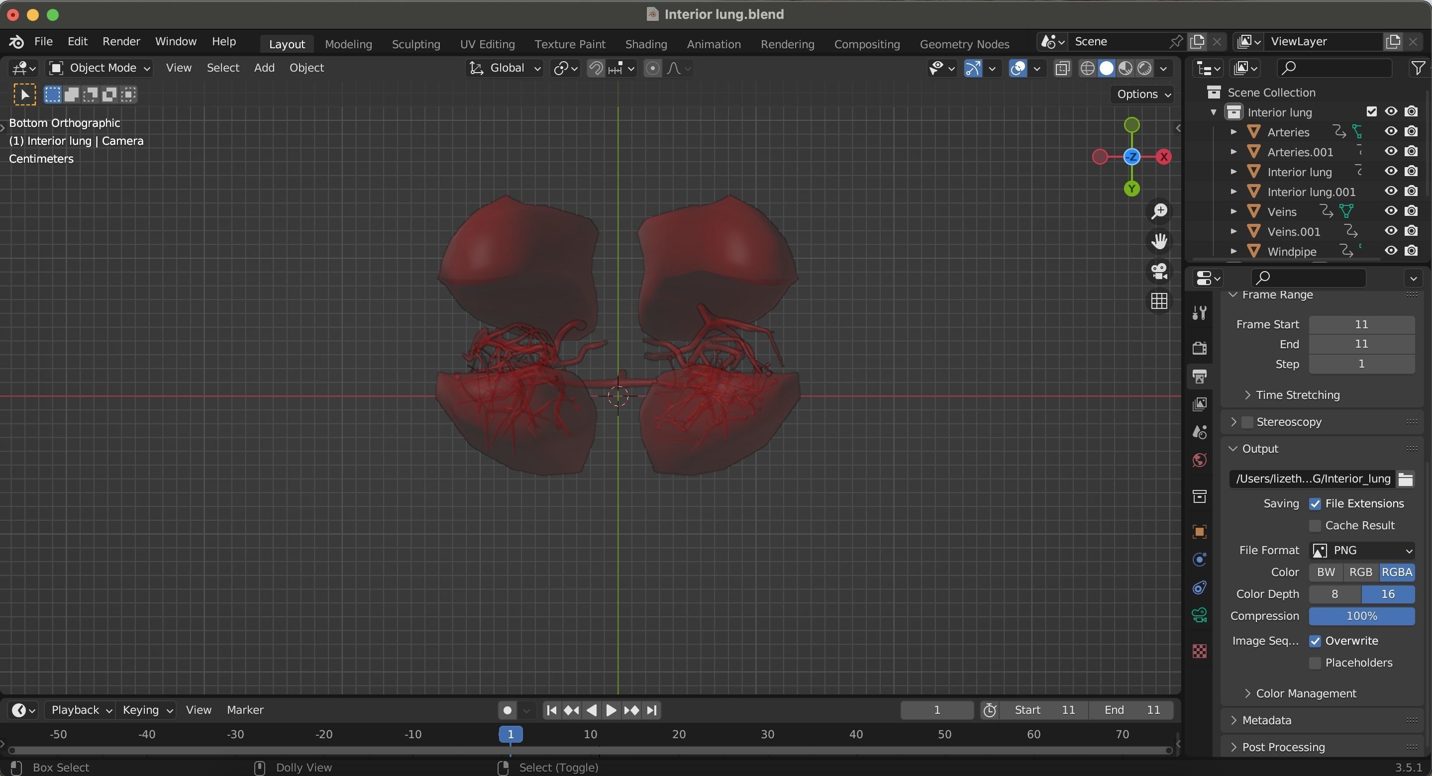 Internal Lung Low-poly 3D model_23