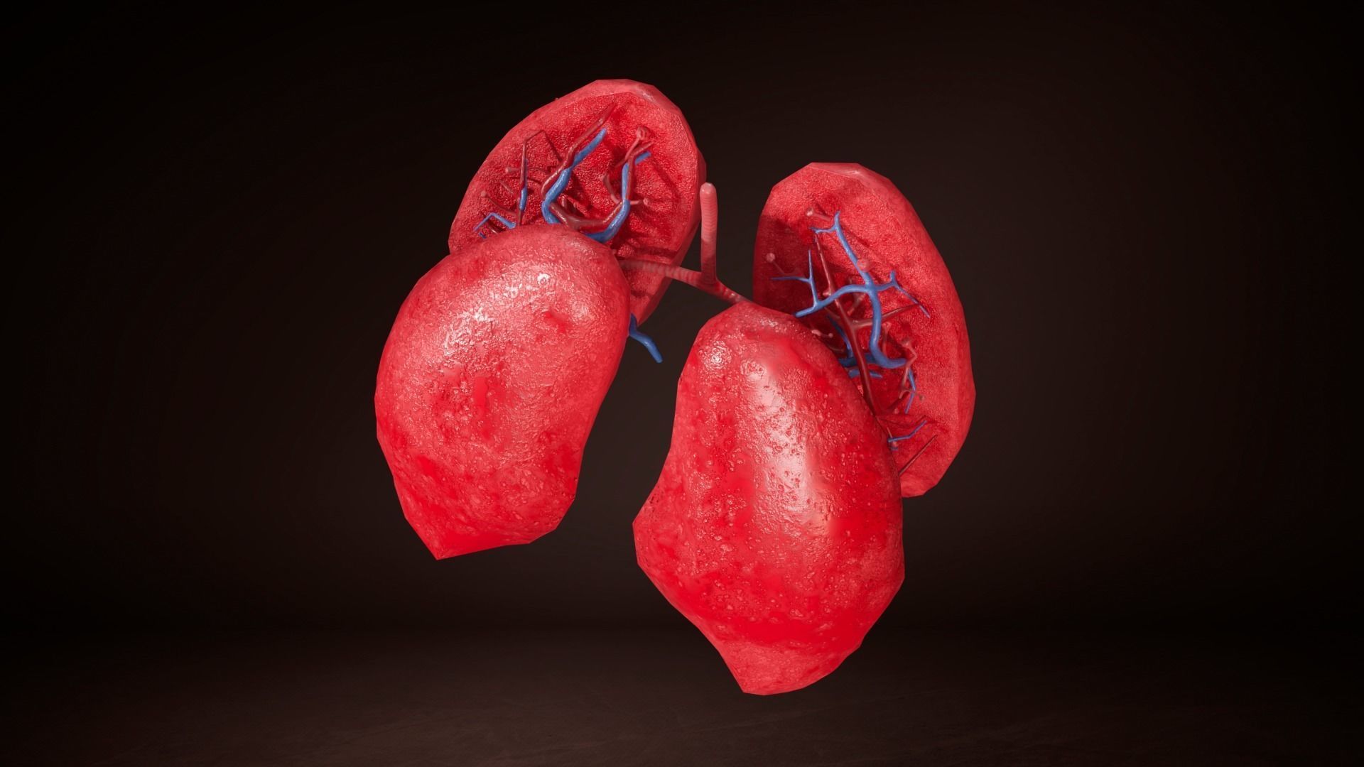 Internal Lung Low-poly 3D model_8