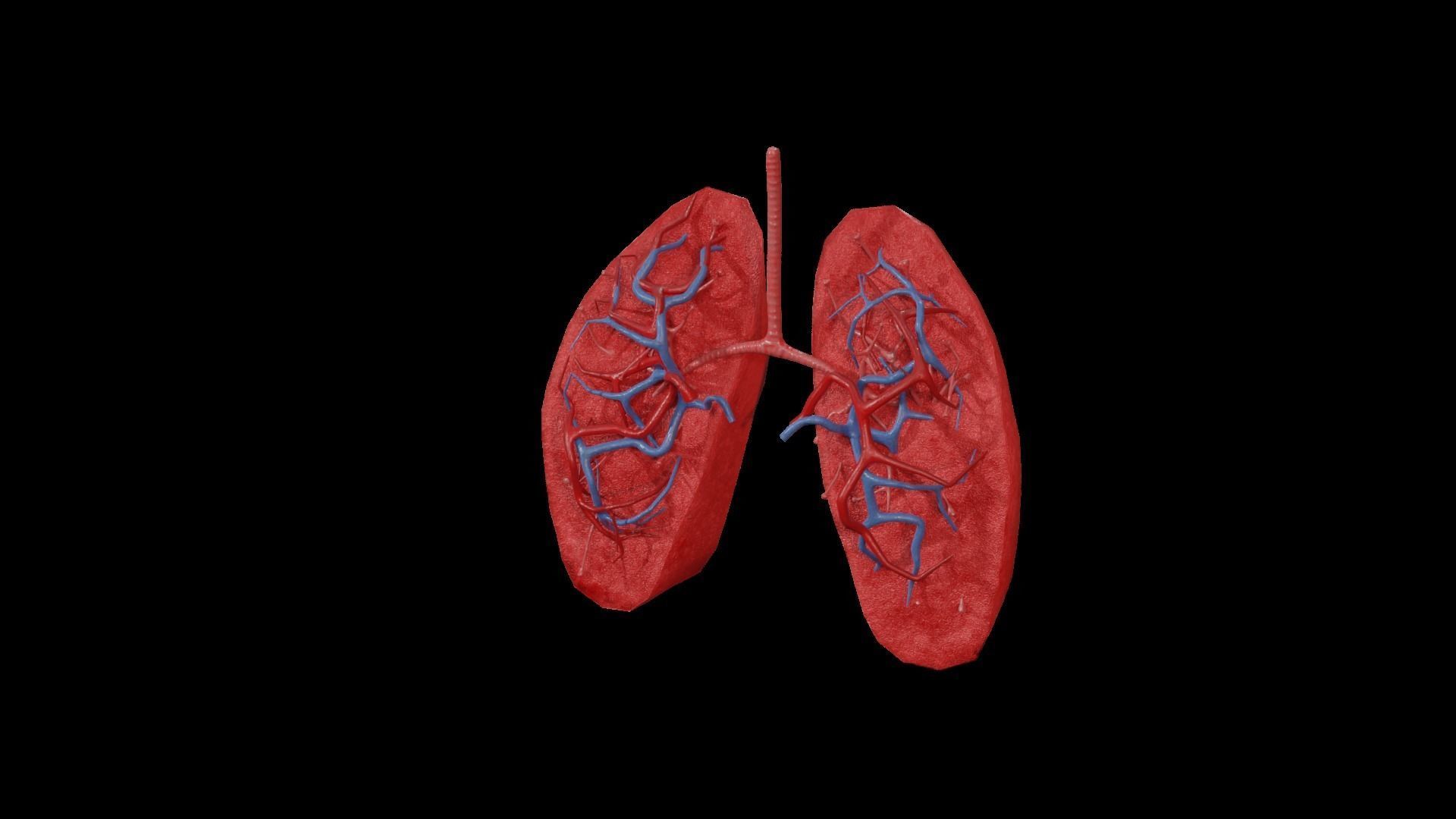 Internal Lung Low-poly 3D model_40