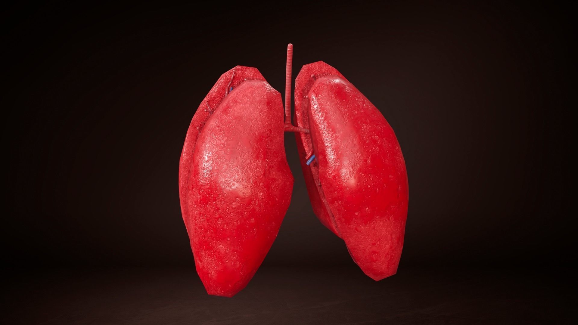 Internal Lung Low-poly 3D model_2
