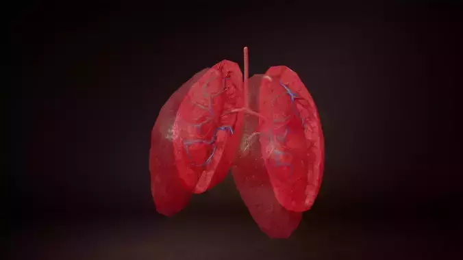 Internal Lung Low-poly 3D model
