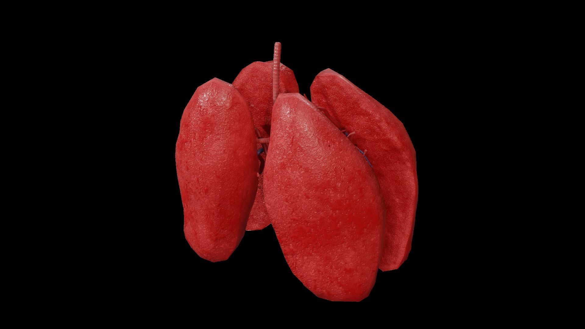 Internal Lung Low-poly 3D model_37