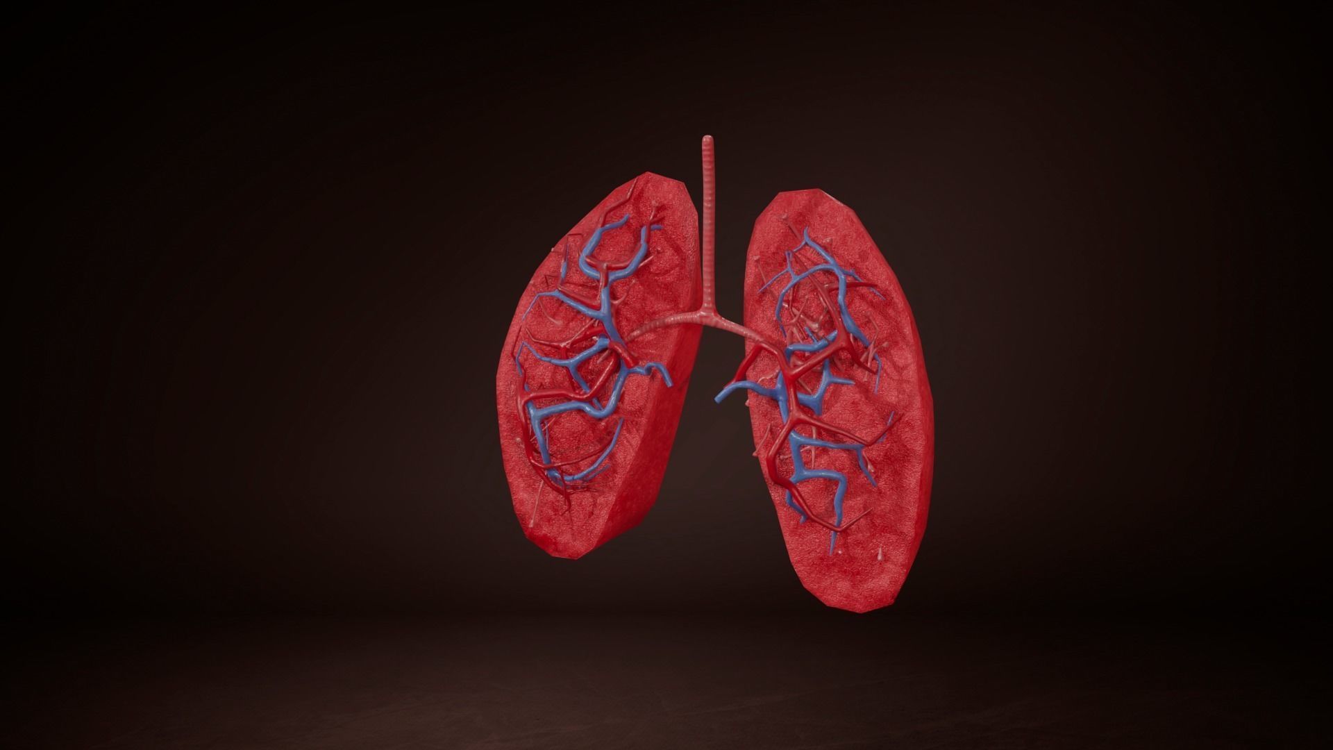 Internal Lung Low-poly 3D model_9