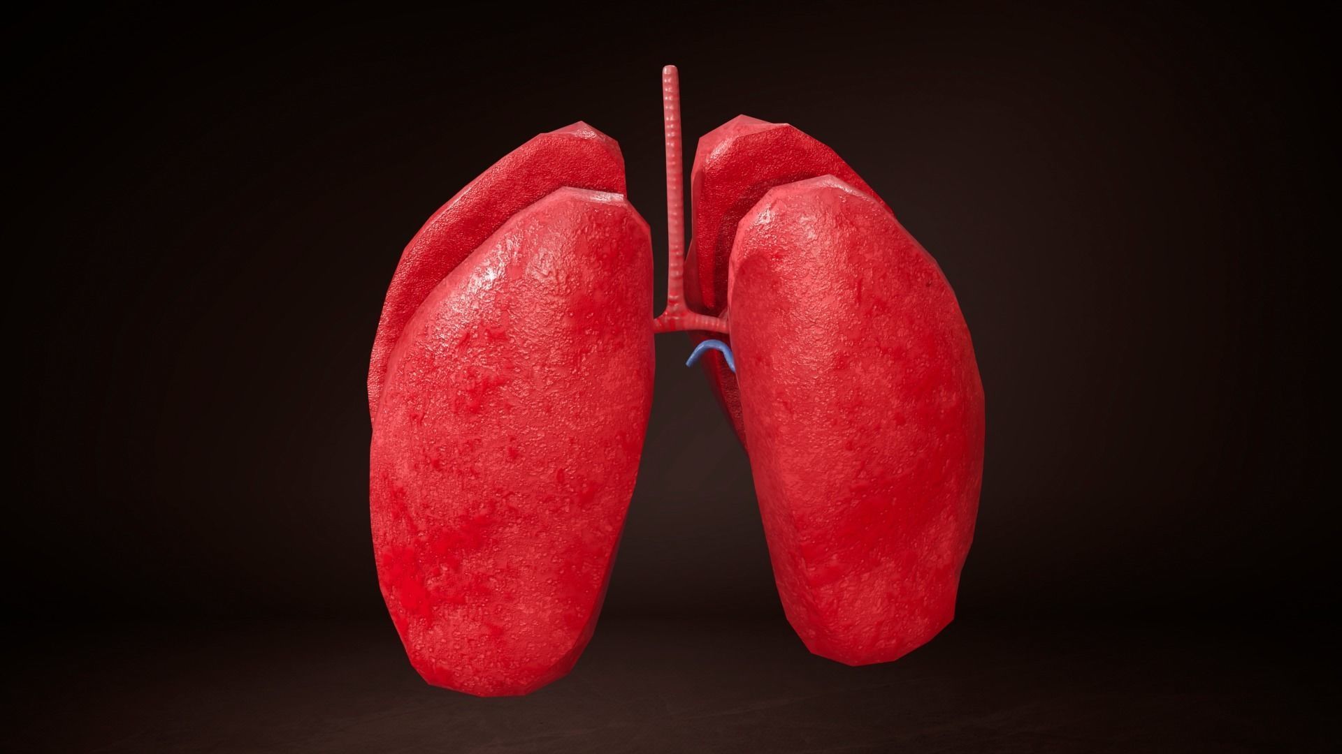 Internal Lung Low-poly 3D model_5