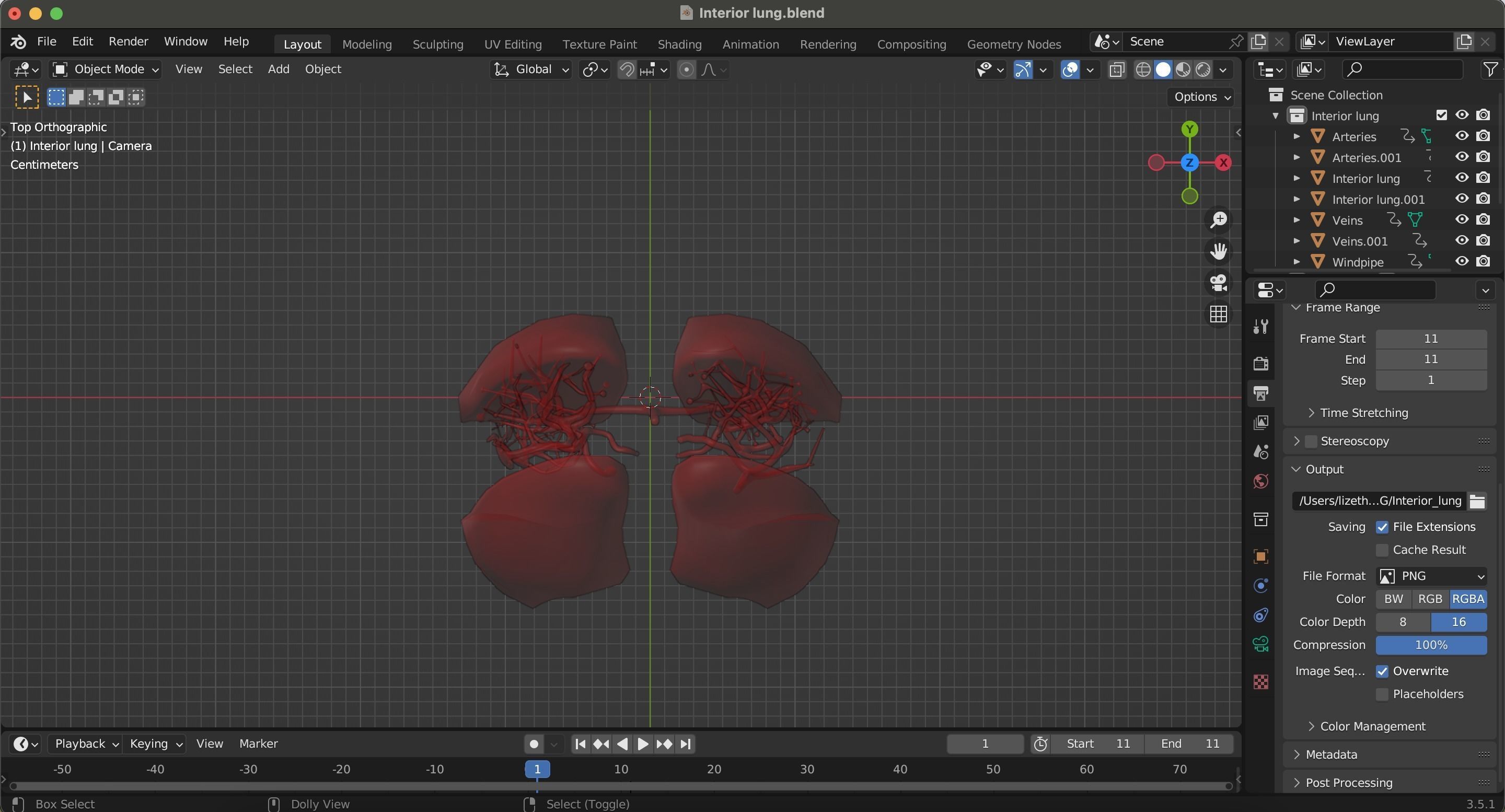 Internal Lung Low-poly 3D model_22
