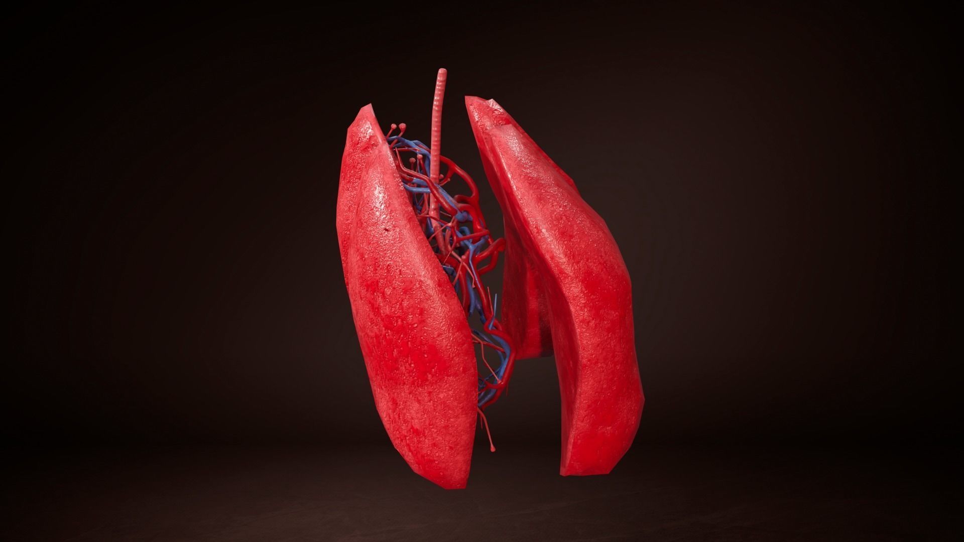 Internal Lung Low-poly 3D model_3