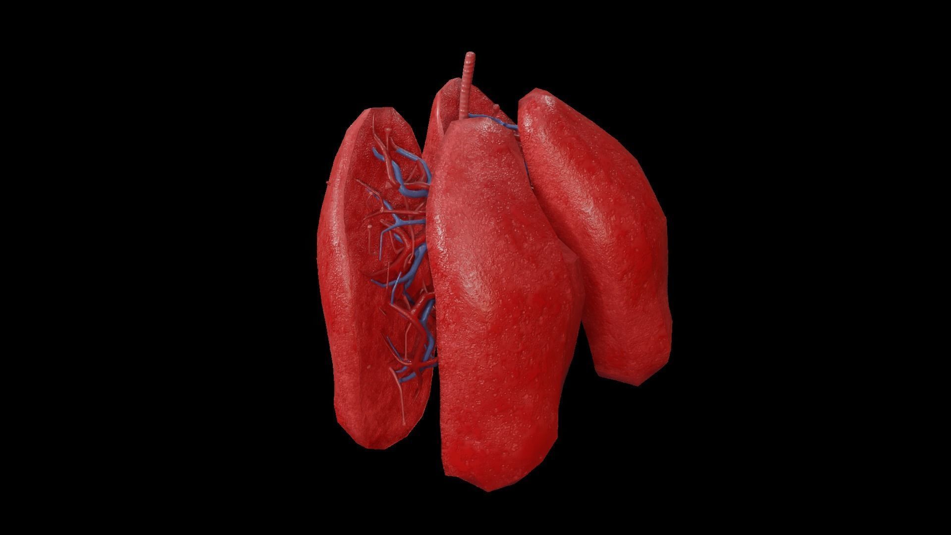 Internal Lung Low-poly 3D model_35