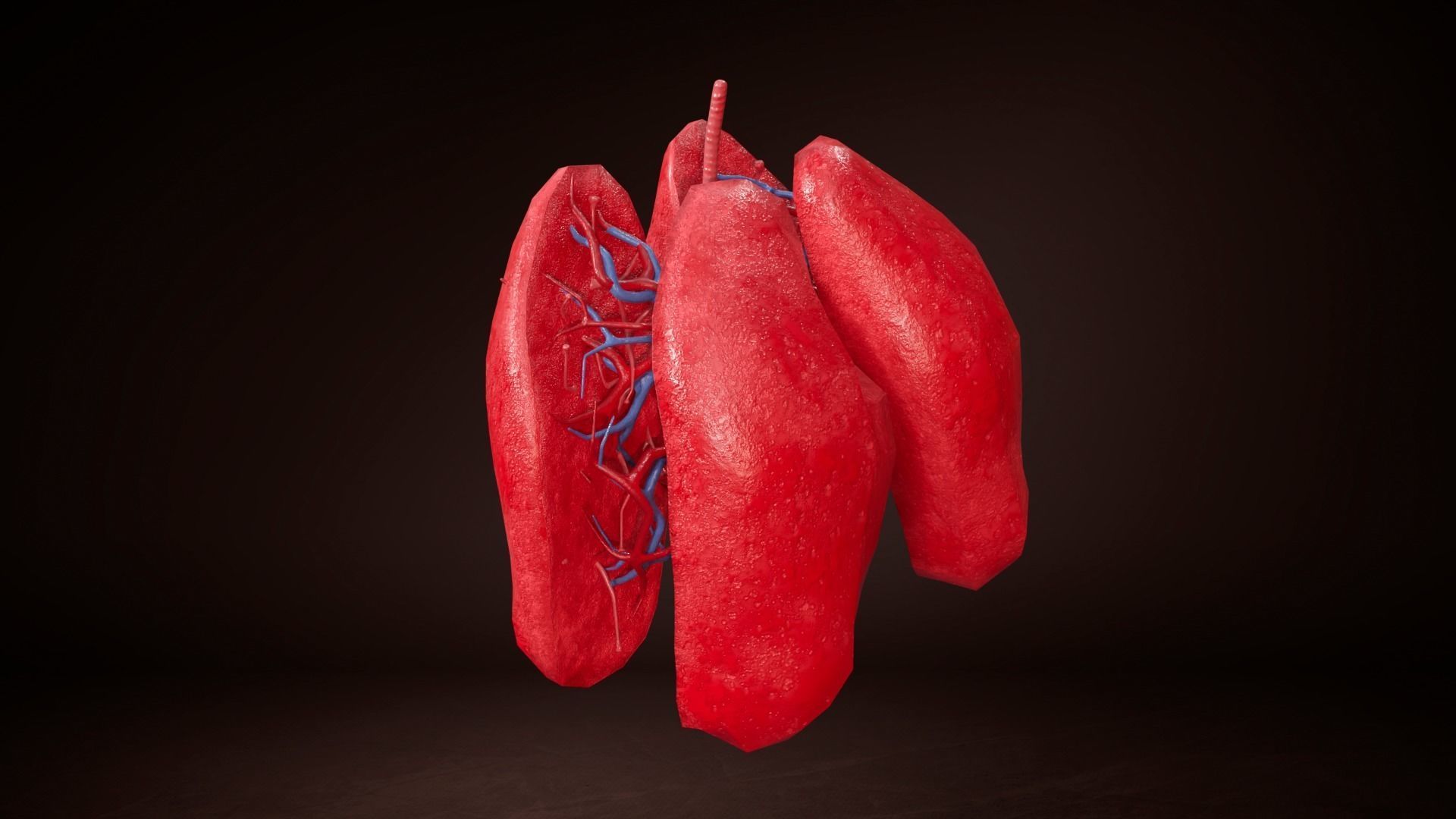 Internal Lung Low-poly 3D model_7