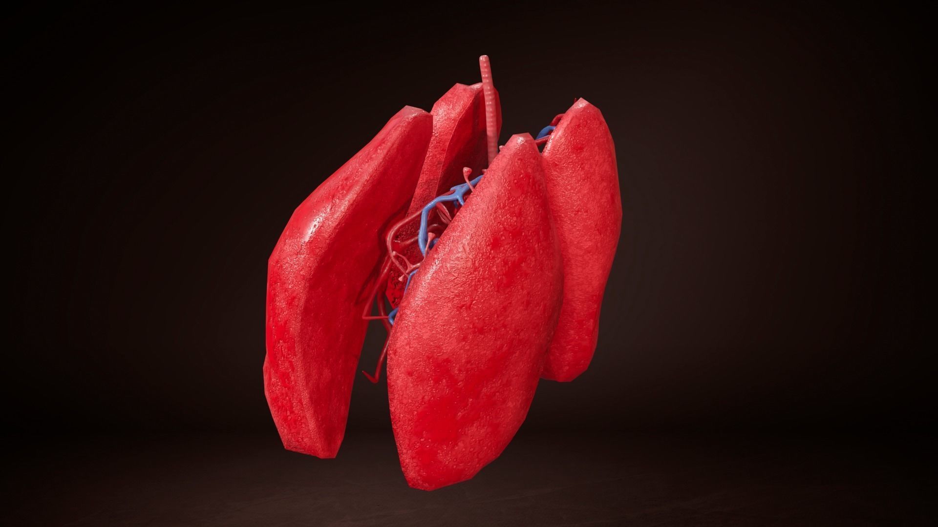 Internal Lung Low-poly 3D model_6