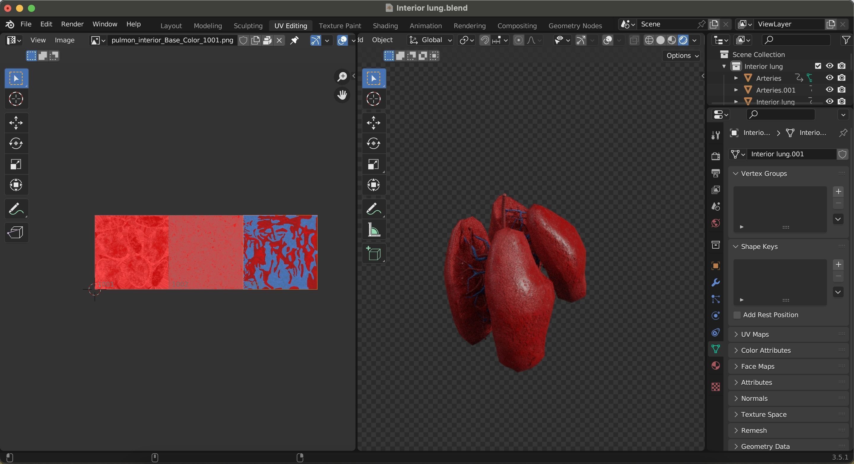 Internal Lung Low-poly 3D model_25