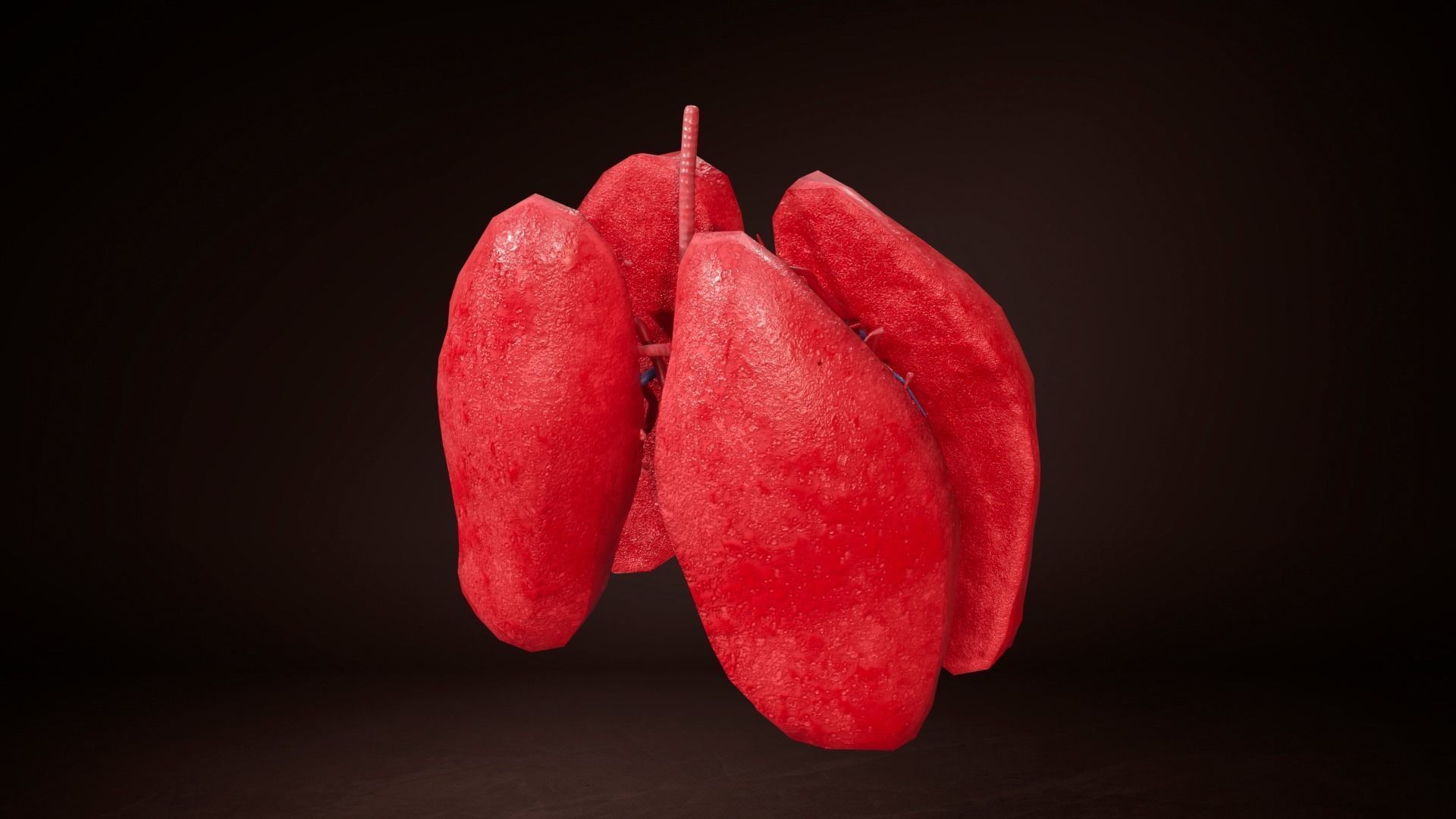 Internal Lung Low-poly 3D model_4