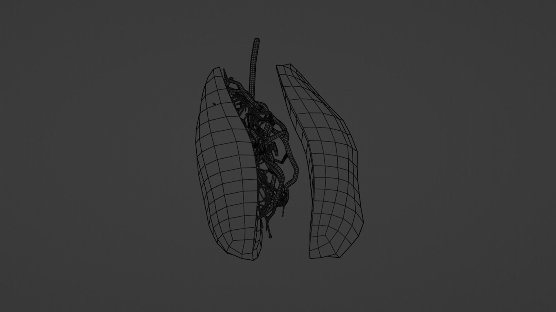 Internal Lung Low-poly 3D model_30