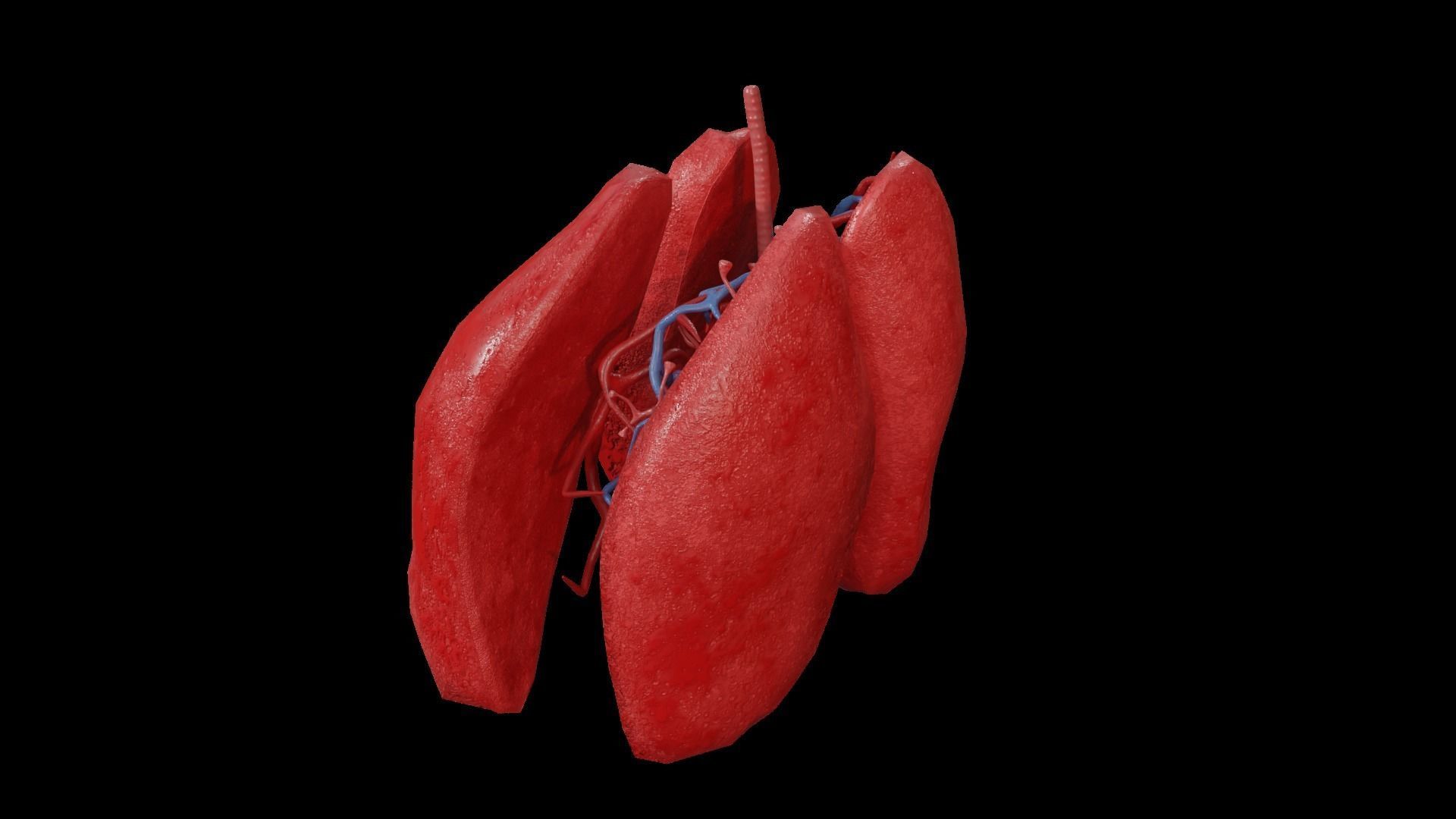 Internal Lung Low-poly 3D model_39