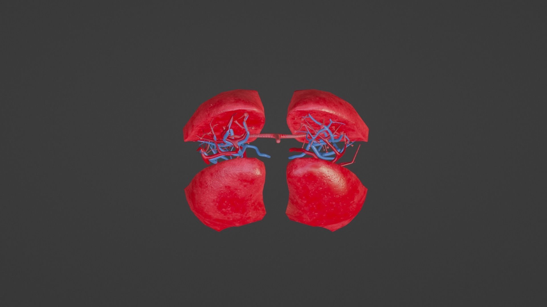 Internal Lung Low-poly 3D model_14