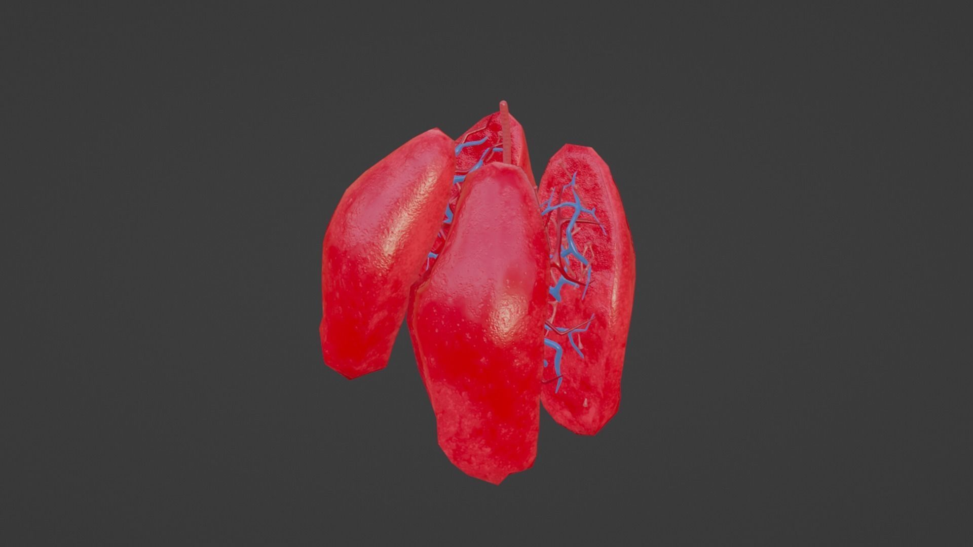 Internal Lung Low-poly 3D model_16