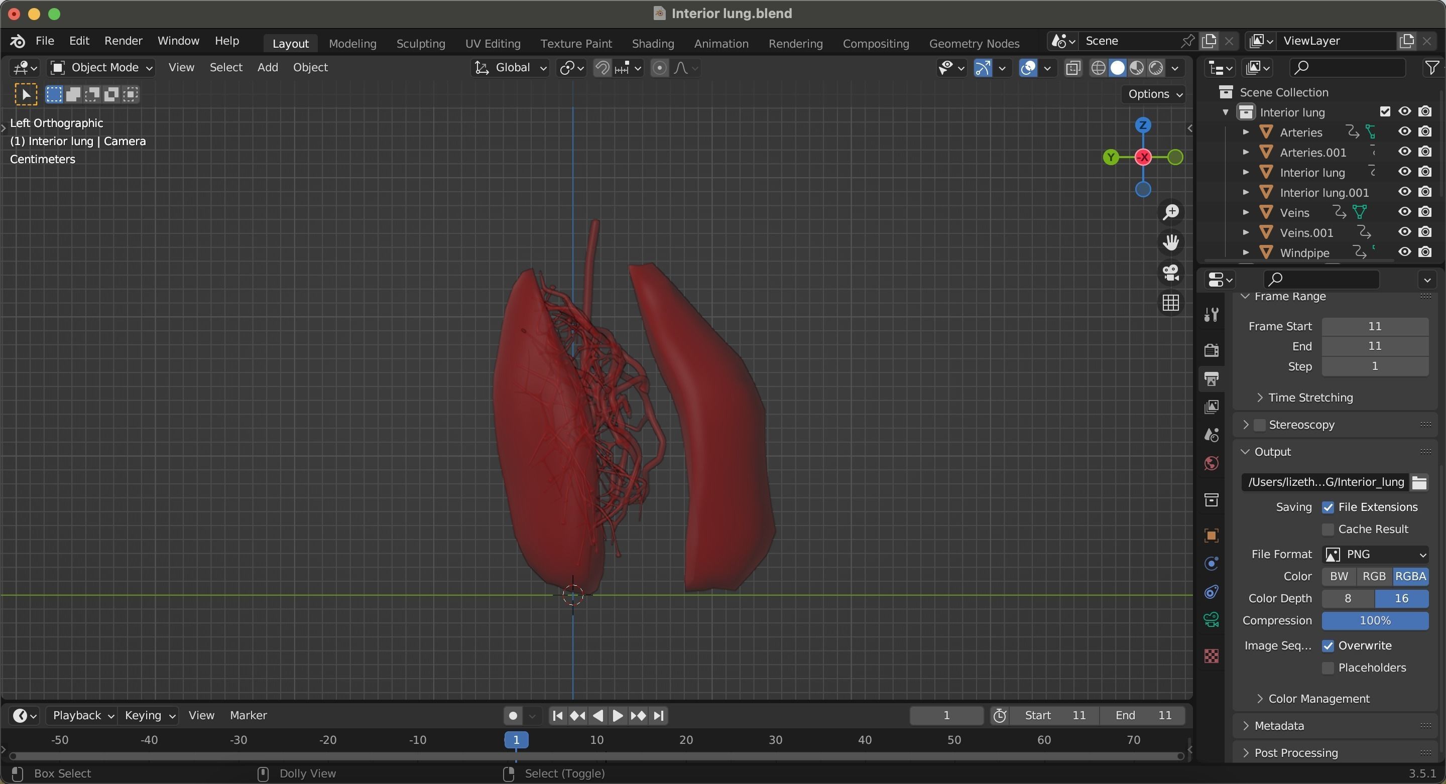 Internal Lung Low-poly 3D model_21