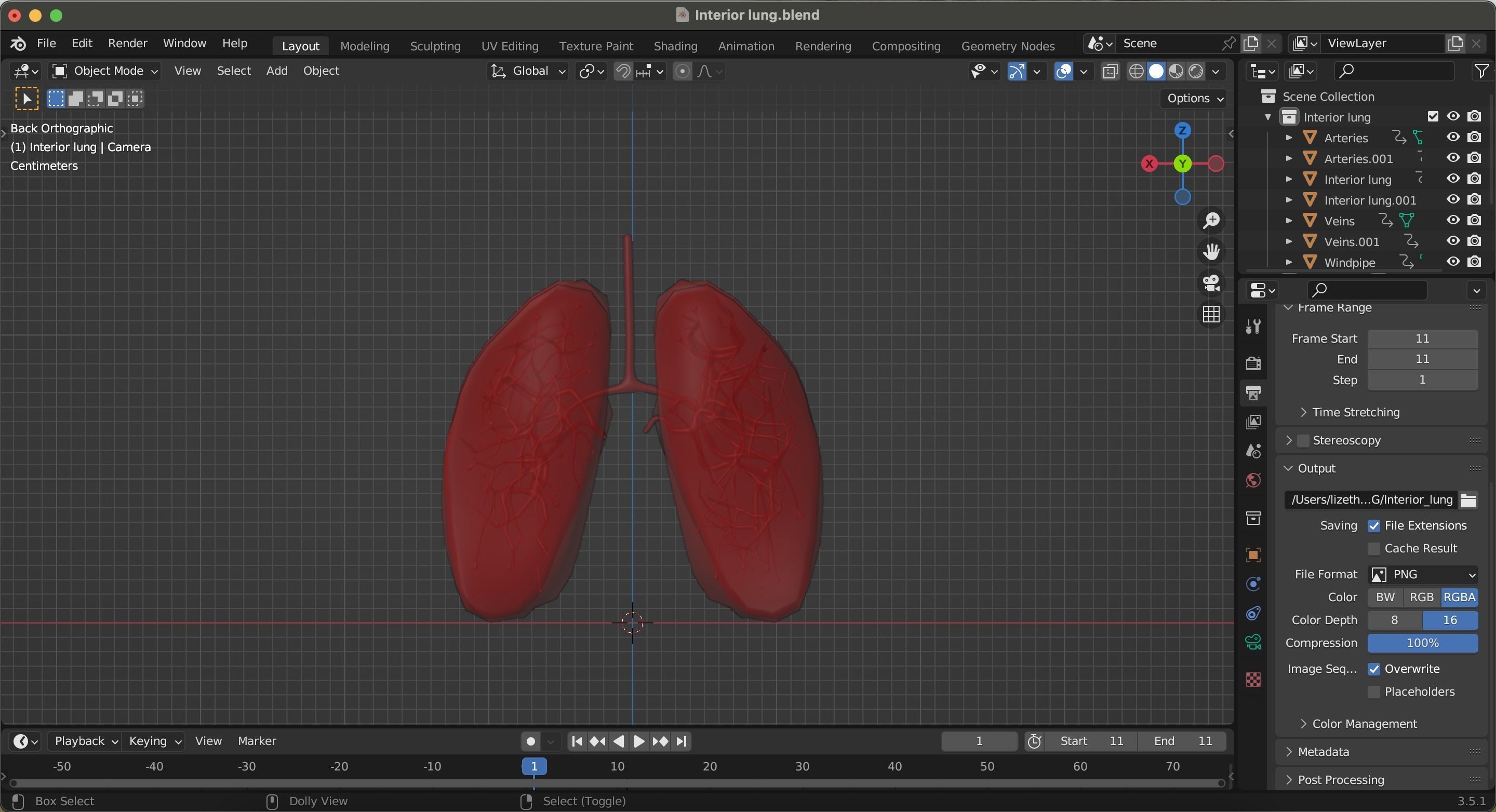 Internal Lung Low-poly 3D model_19