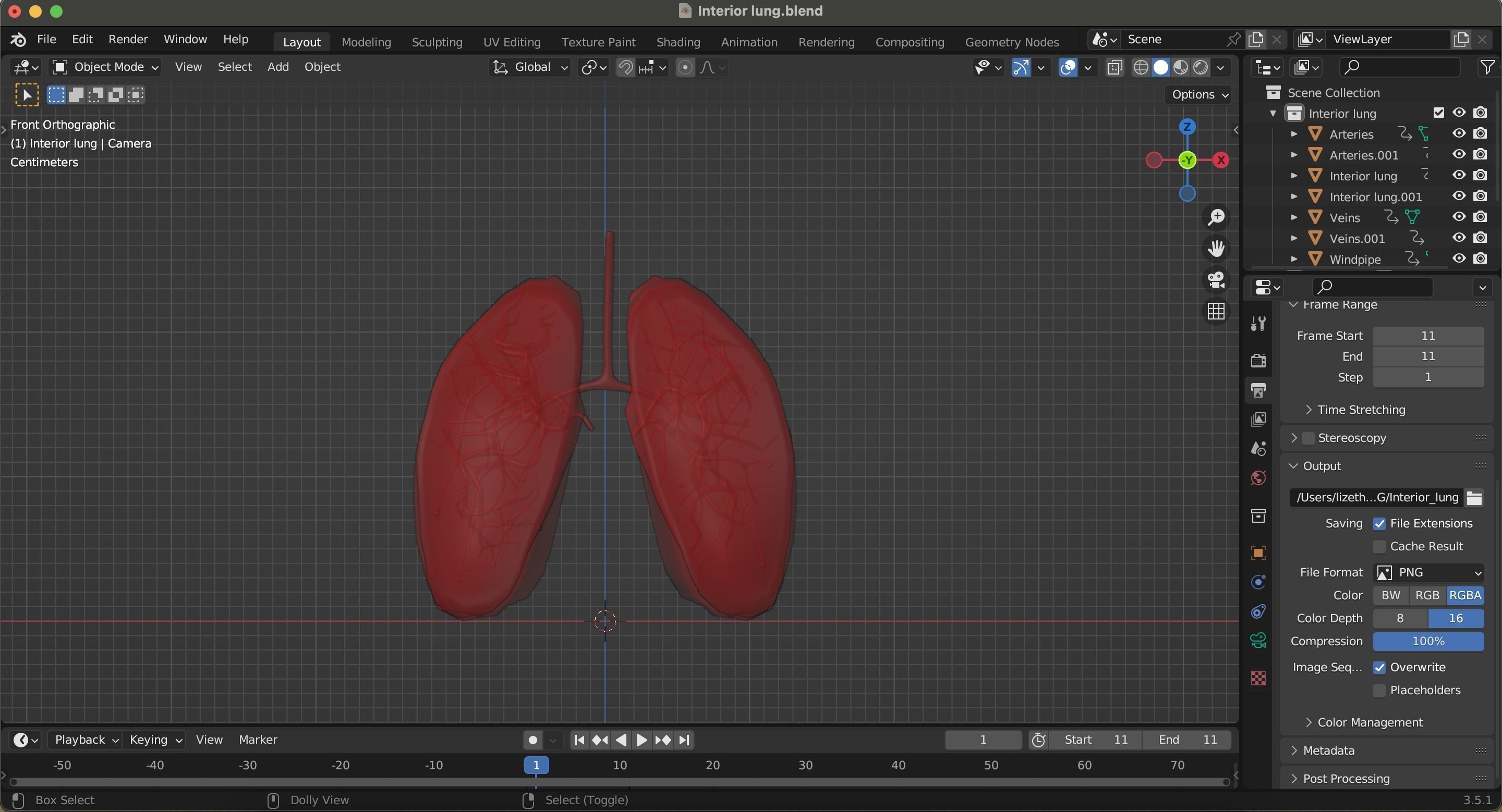 Internal Lung Low-poly 3D model_18