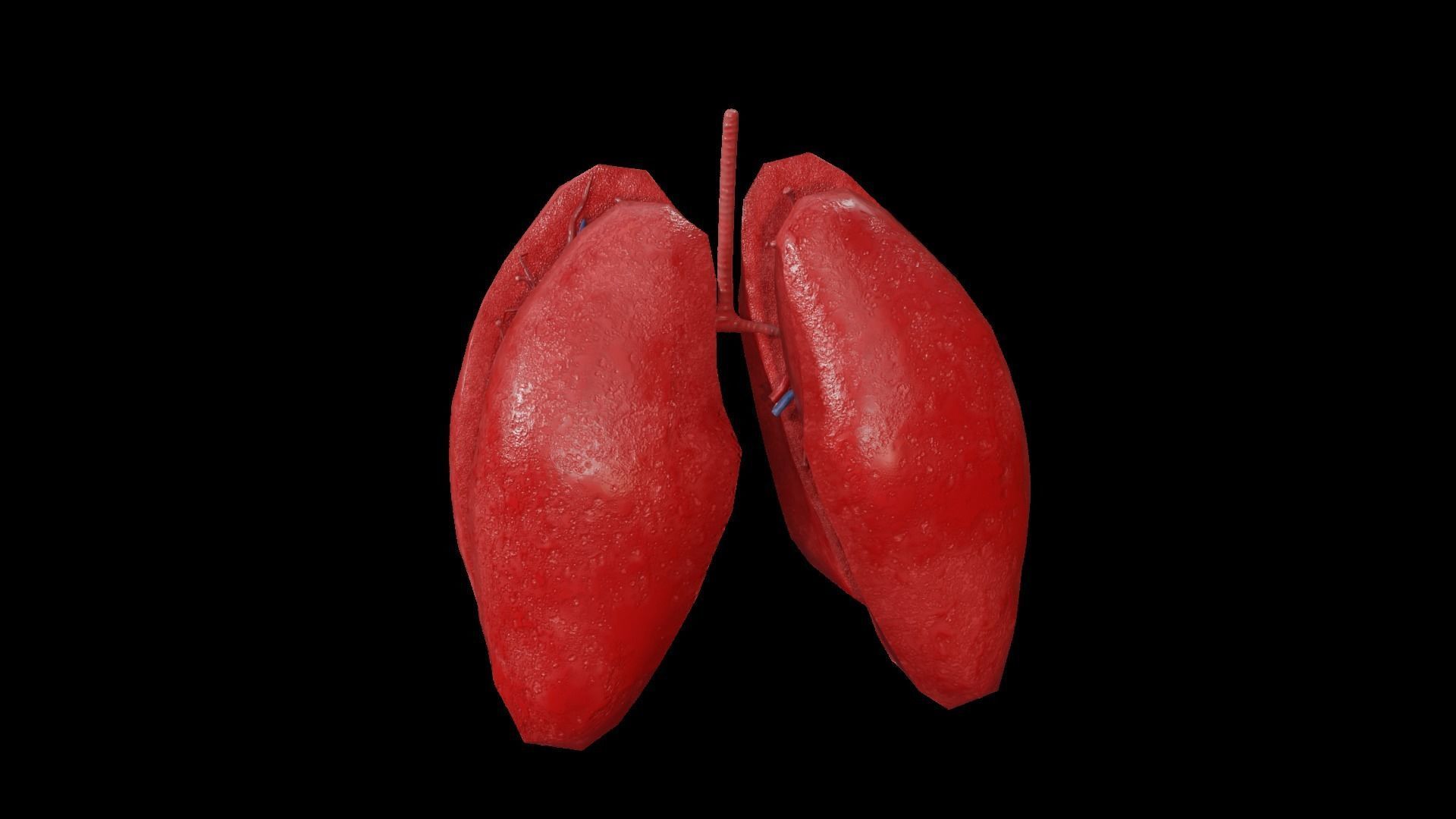 Internal Lung Low-poly 3D model_34