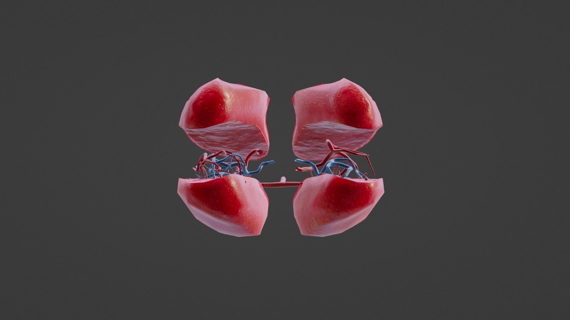 Internal Lung Low-poly 3D model_15