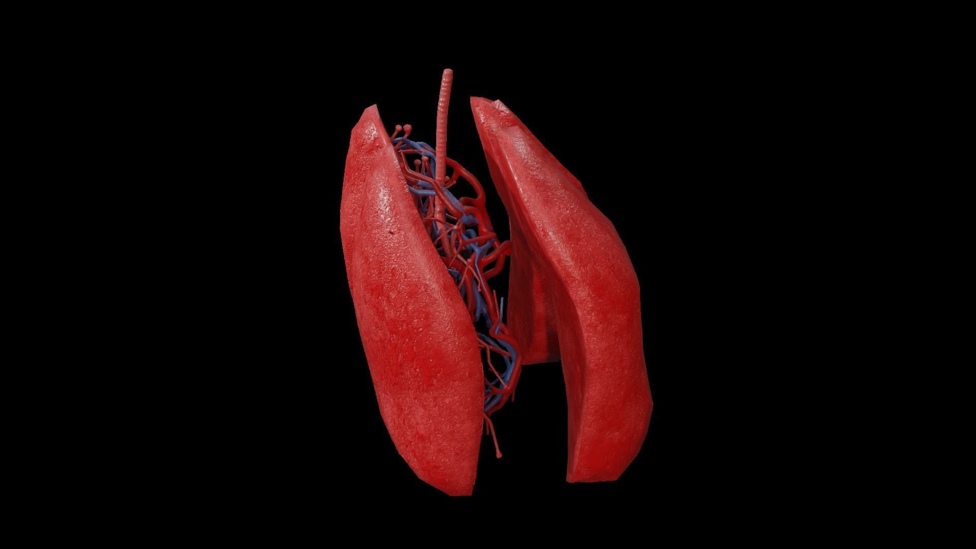 Internal Lung Low-poly 3D model_36