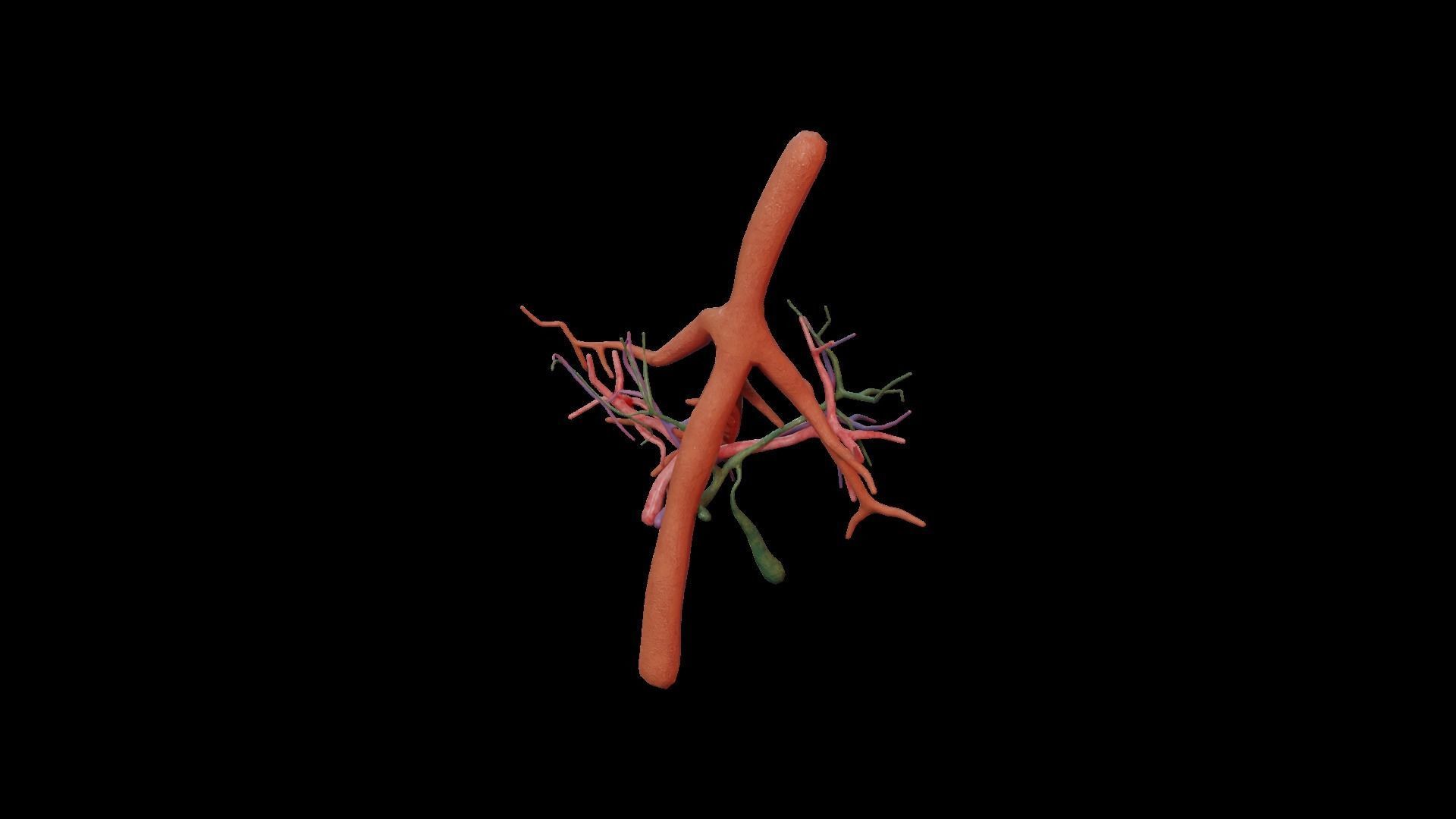 Internal Liver Low-poly 3D model_19