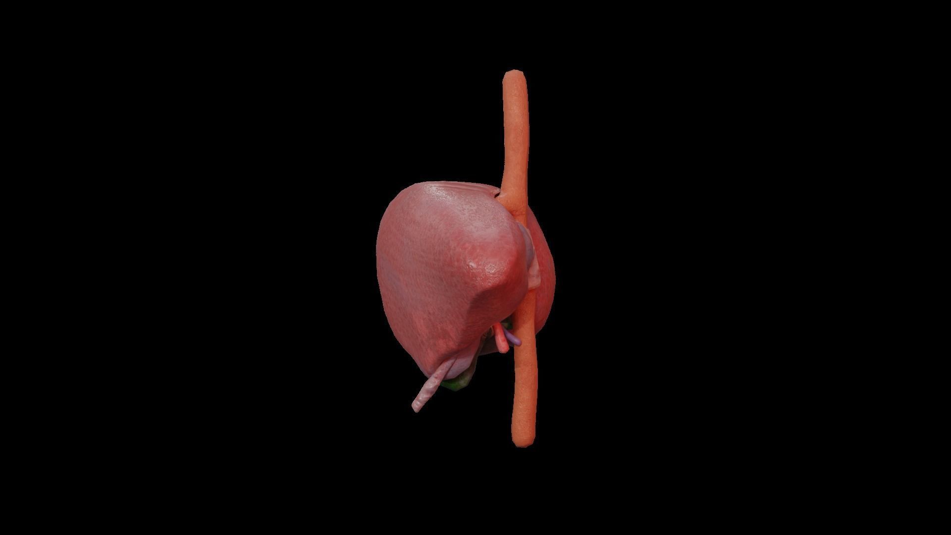 Internal Liver Low-poly 3D model_15
