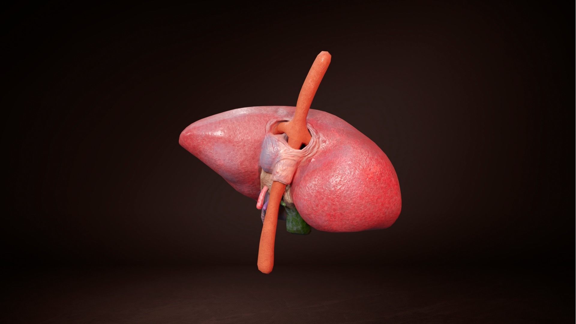 Internal Liver Low-poly 3D model_3