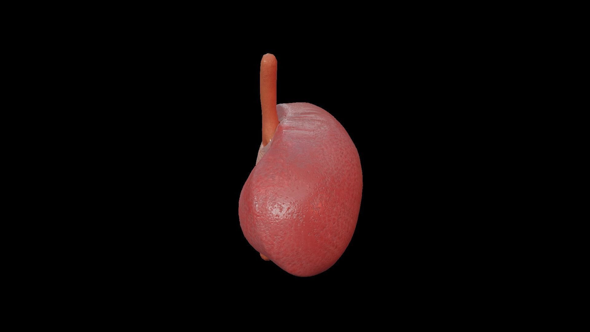Internal Liver Low-poly 3D model_17