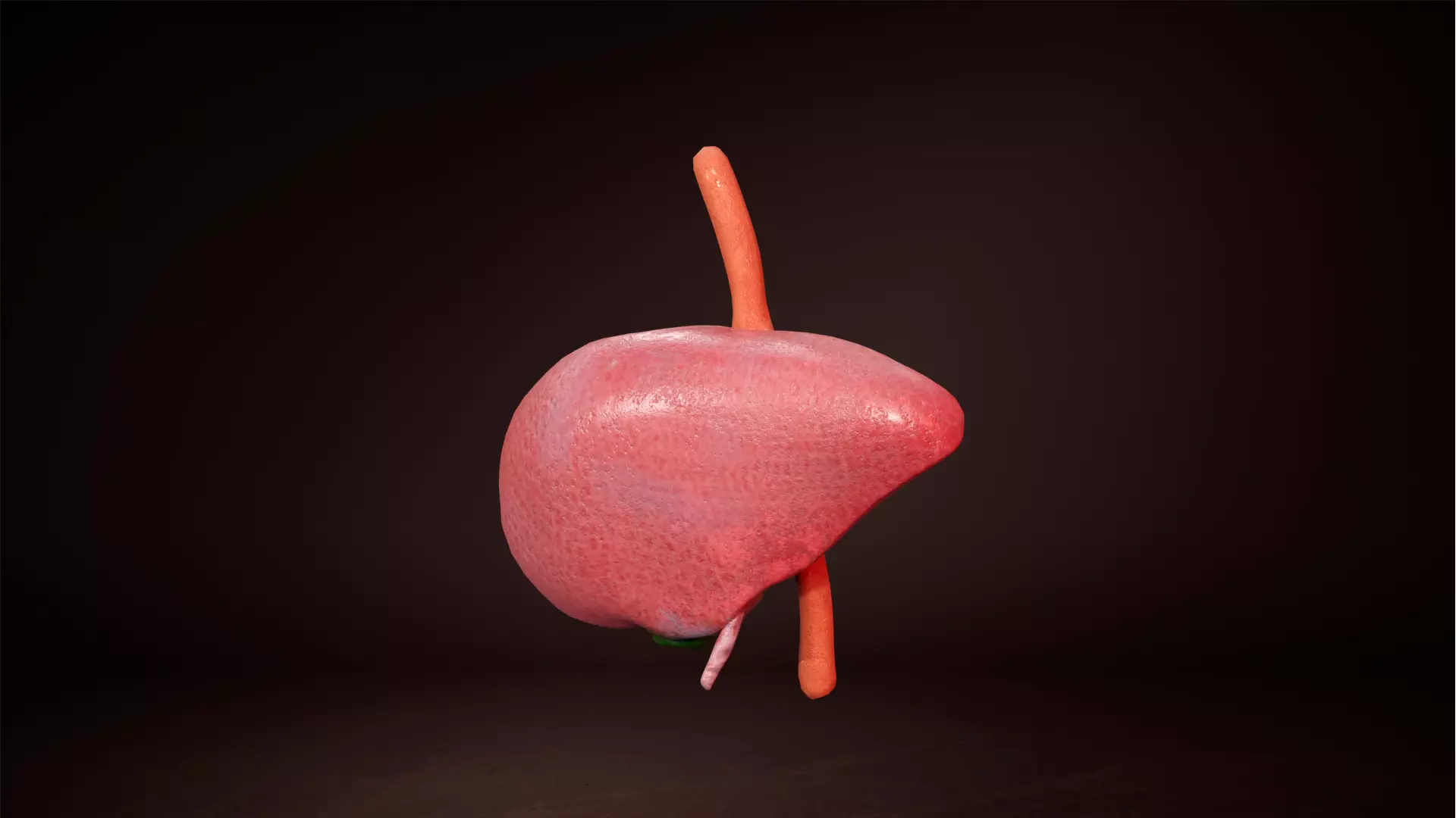 Internal Liver Low-poly 3D model_0