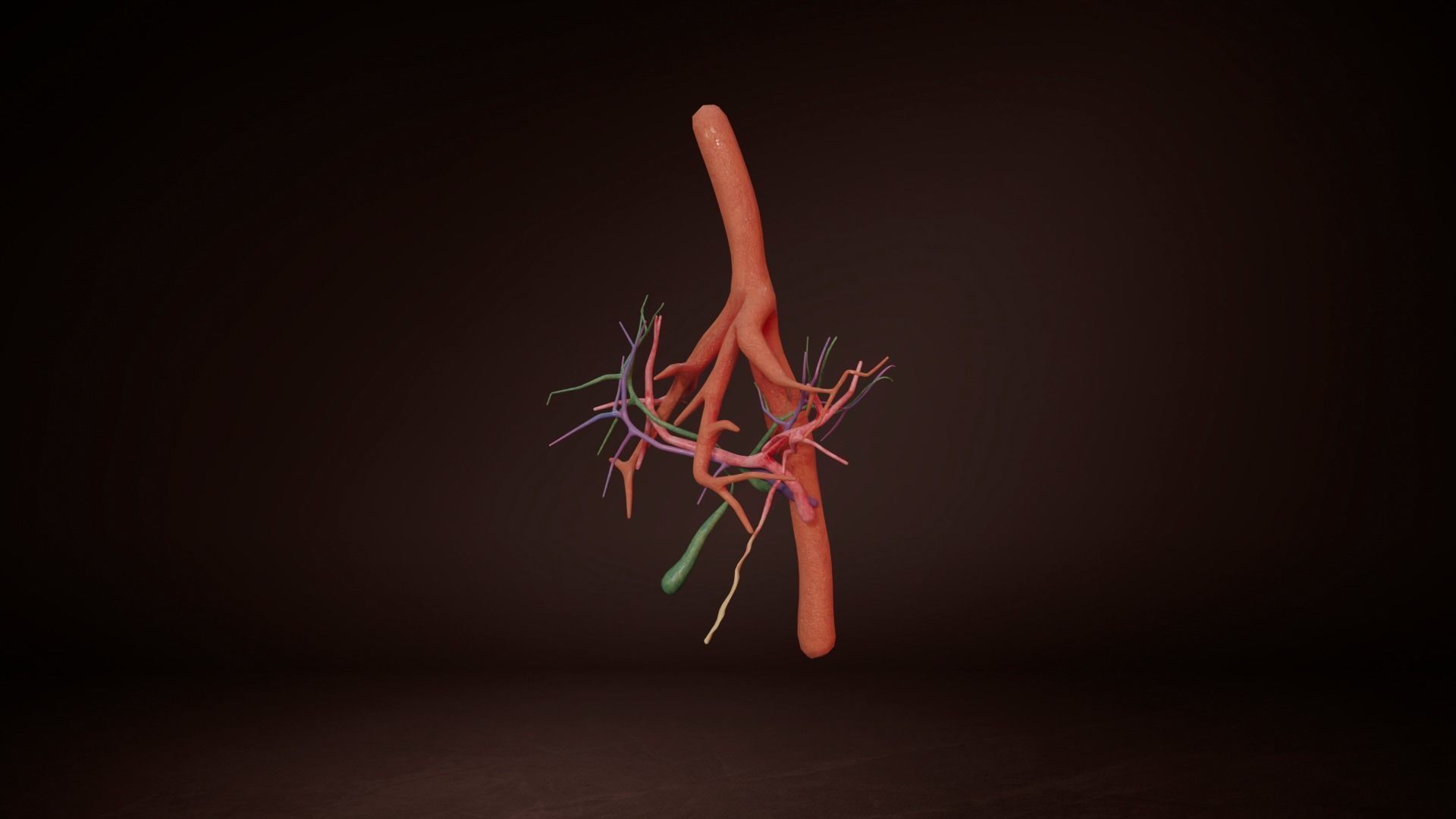 Internal Liver Low-poly 3D model_11